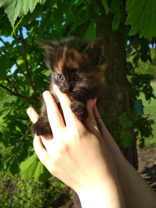 Кошенятко дівчинка