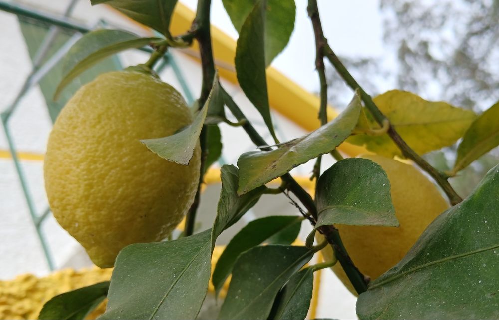 Limões Biológicos NC