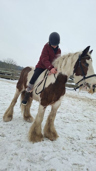 Klacz Gypsy Cob tinker