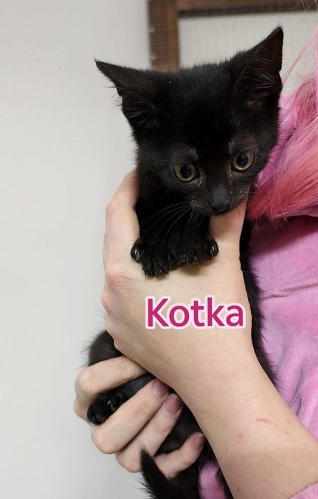 5 kociaków szuka kochajacych domów