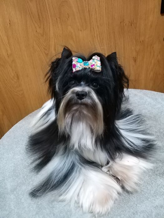 York black tan suczka 1.3kg