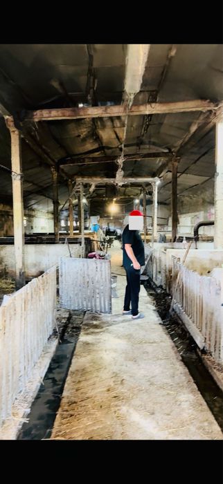 Свиноферма