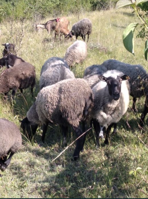 Продам вівці романівської породи