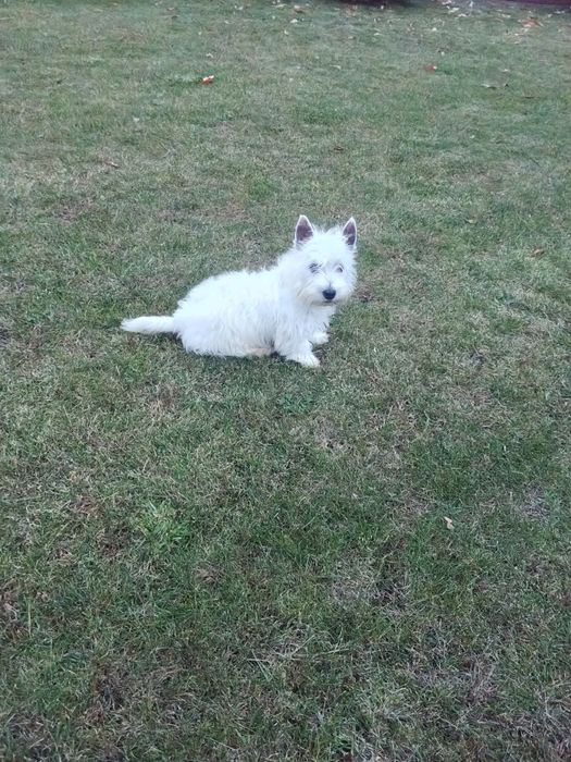West Highland White Terrier suczka
