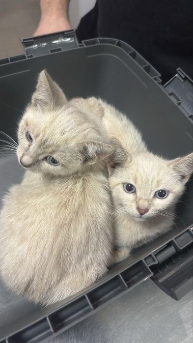 Кошенята 2-3 місяці. НЕ ДЛЯ ЖИВОДЕРІВ