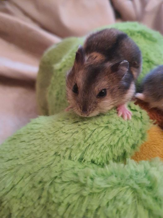 Хомячки, маленькие джунгарики