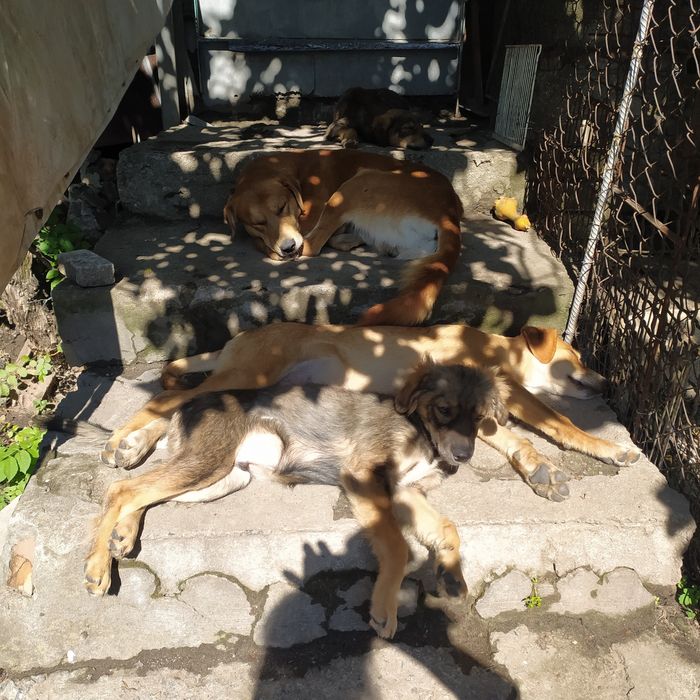 Щенки в хорошие руки!