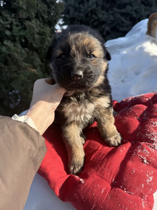 Дуже гарні цуценятка німецькі вівчарки