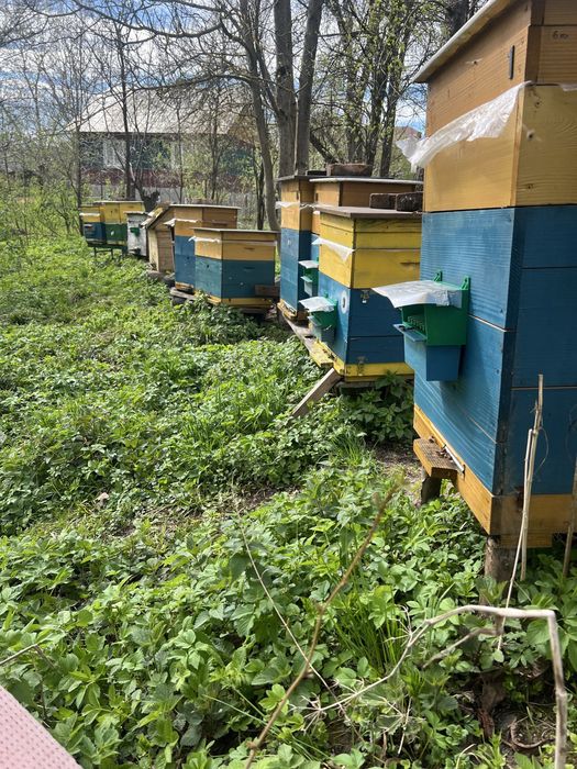 Продам вулики з бджолами, відводки, роі