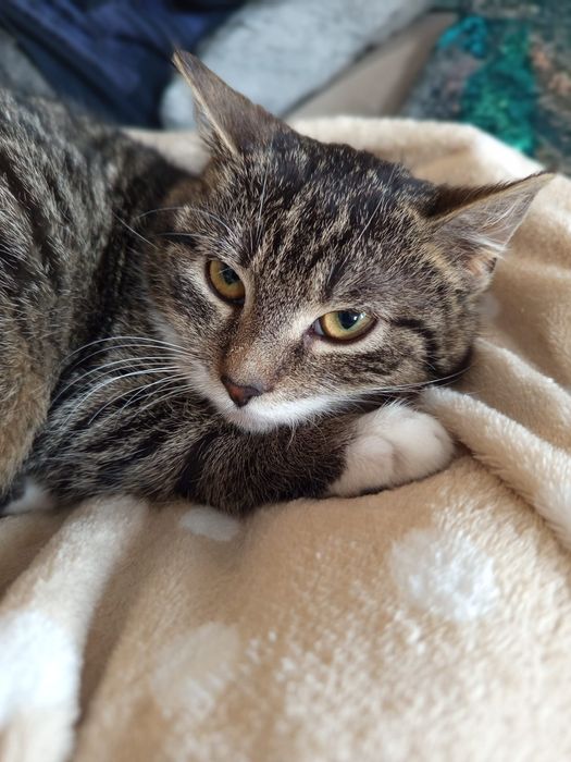 Mała kotka szuka domu niewychodzącego