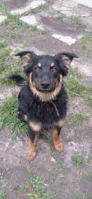 Дім і любляча родина для цуценят