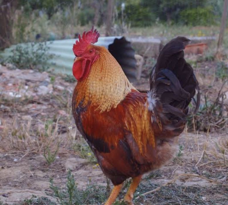Ovos caseiros  3,50 a duzia