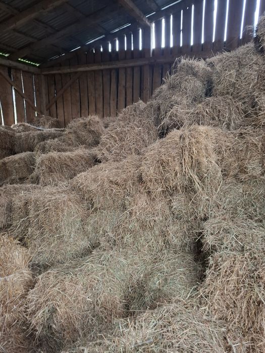 Sprzedam siano,kostka,ok.100szt.