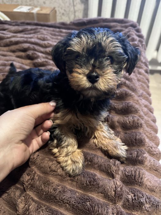 Йоркширський терєр