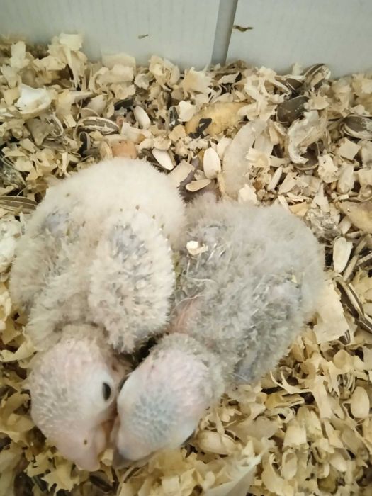 Panturras bebes procuram novo dono