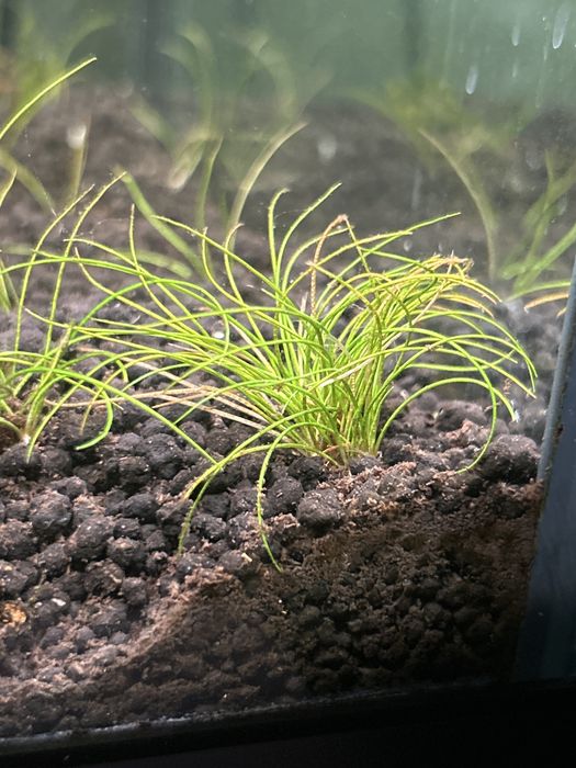 “Relva” para Aquário (Eleocharis)