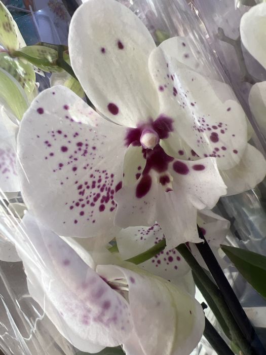 Орхідея Бігліп сортові