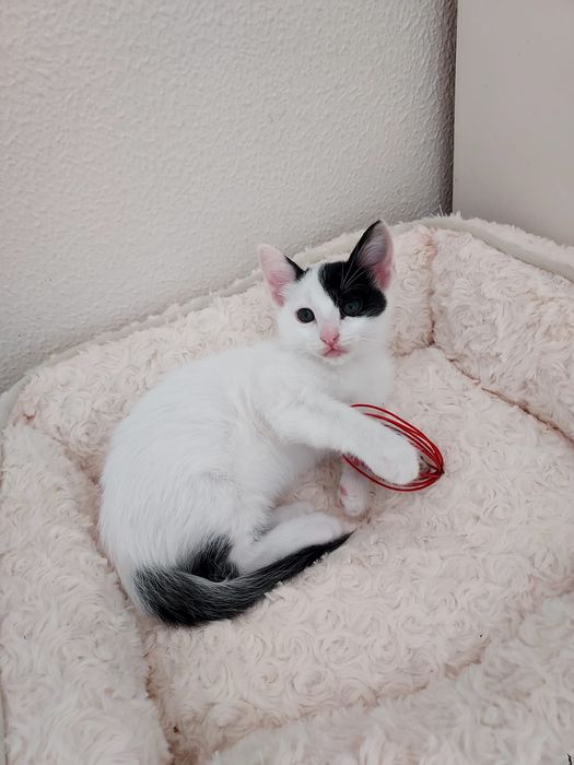 Gatinho bebé para adoção