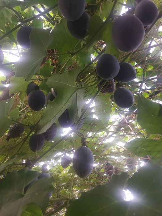 Plantas de Maracujá Roxo, Grande, Doce da Colômbia.