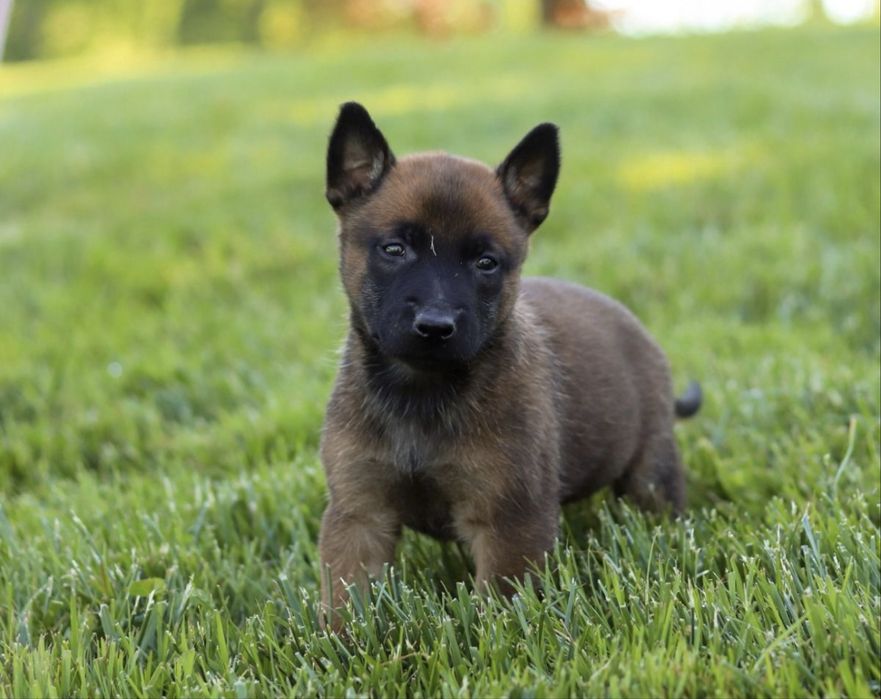 Pastor Belga Malinois