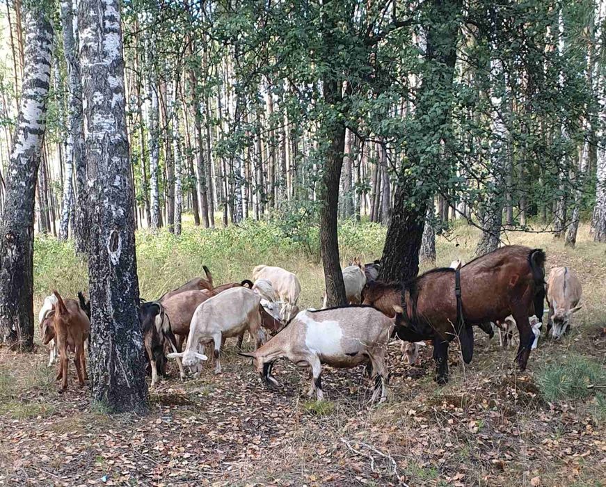 Кози заанейська і  англонубійська породи