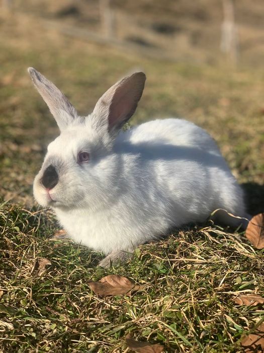 Продам домашніх кроликів живих або тушкою
