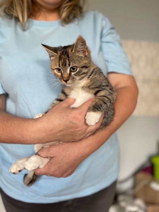 Котята котики отдам котенок девочка