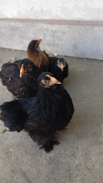 Pekins Black fêmeas