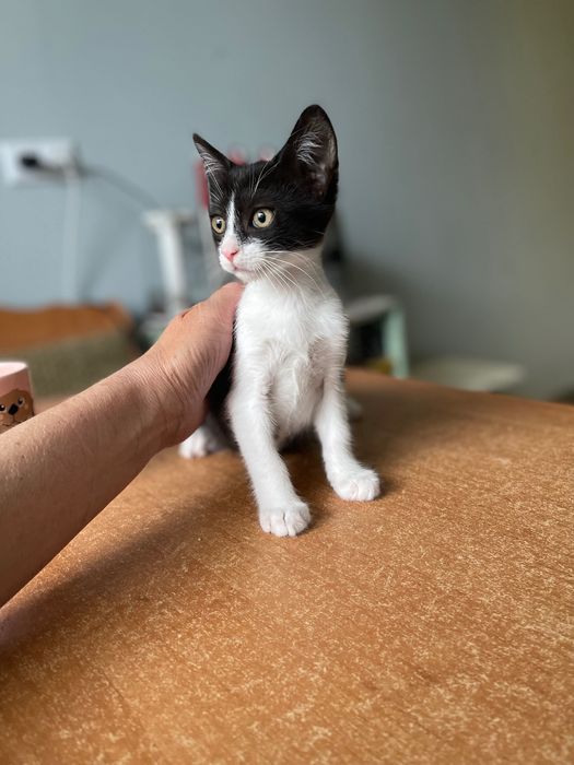Котята котики отдам   ласковый котенок