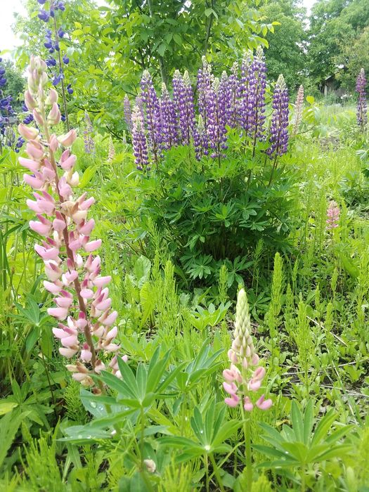 Люпин многолетний 1 саженец - 50 грн.