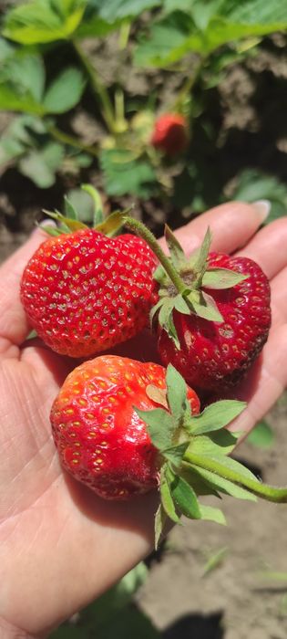 Продам саженцы клубники Альмерия и королева Елизавета