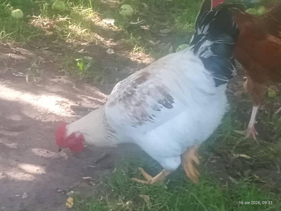 Koguty z tego roku i kaczki biegusy