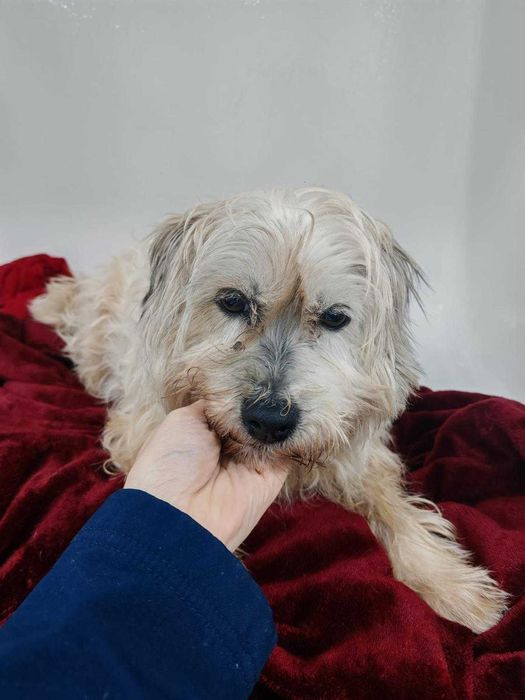 Cadela porte pequeno para adoção responsável