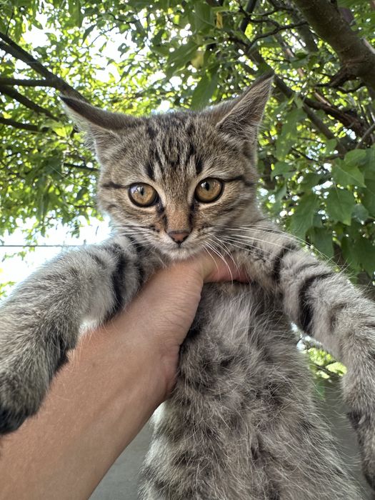 Віддам кошенят у добрі руки