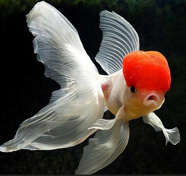 GB Welon, Welonek Lwia Główka - dowóz ryb!