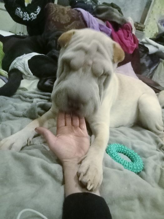 Ищу девочку для серьезных отношений))