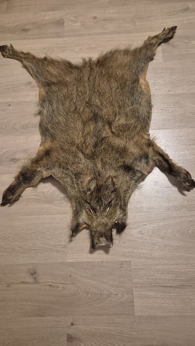 Skóra z dzika naturalna