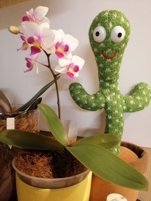 Орхідея мультифлора