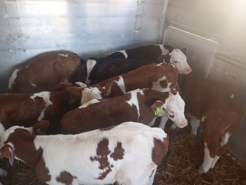 Sprzedam byczki mięsne