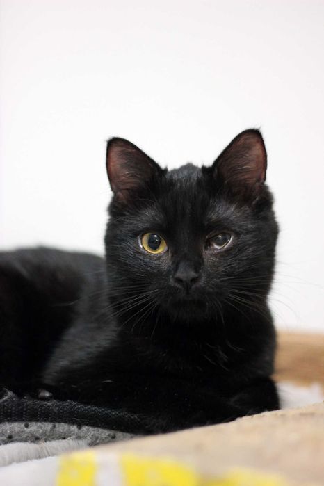 Mila szuka wspólnego domu z Milką! Fundacja "Stawiamy na Łapy"