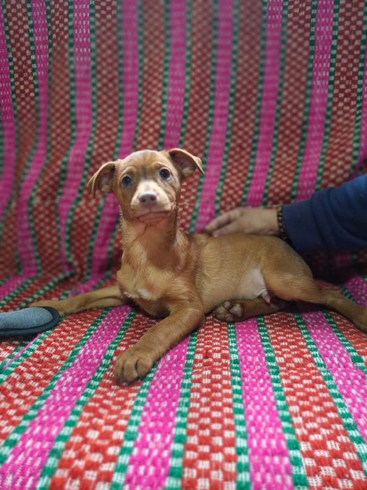 Julio - 4 meses, porte pequeno (5/6kg)