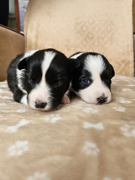 Chłopiec Border Collie