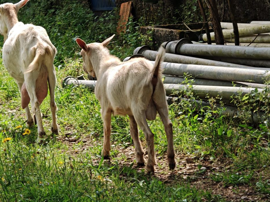 Vendo 1 cabrito nascido na primeira semana de janeiro