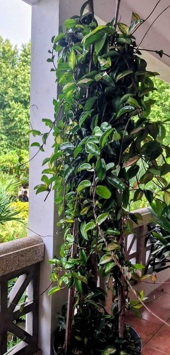 Planta trepadeira hoia - flor de cera