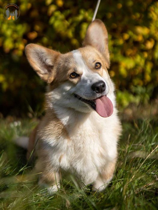 Welsh Corgi Pembroke ZKWP rodzice przebadani na choroby genetyczne