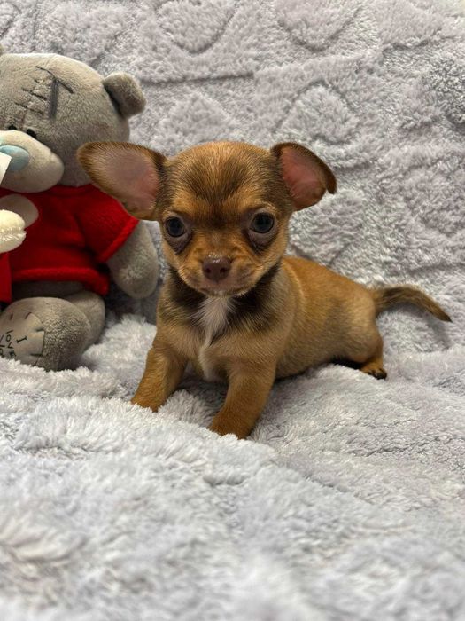 Чихуахуа два мальчика