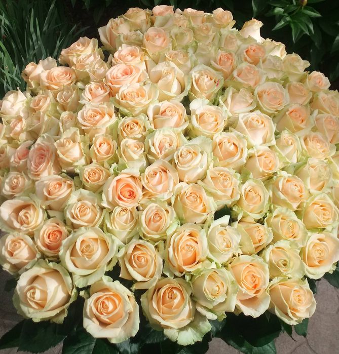 Розы  Троянди в наличии.