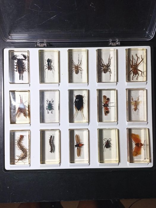Coleções de insectos