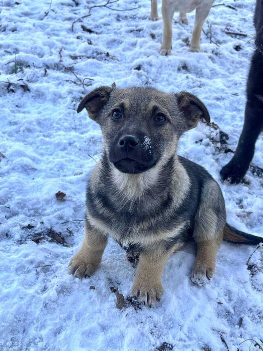 Крихітна дівчинка, 3 місяці, шукає родину!