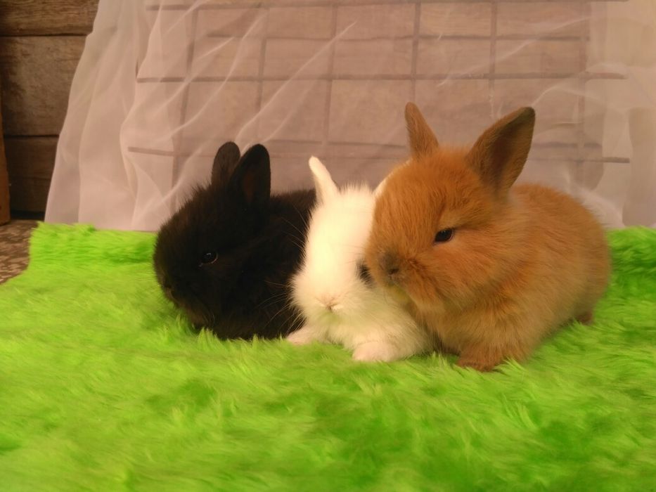 Декоративні кролики